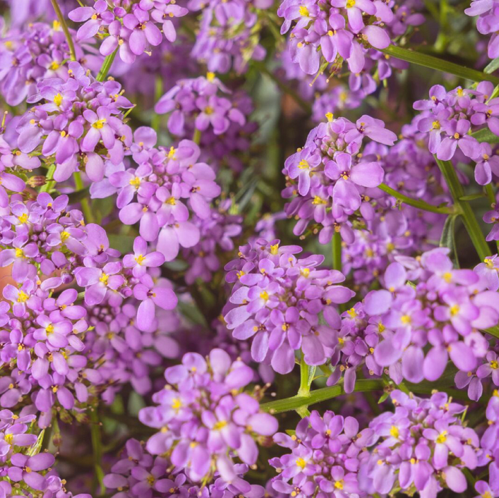 Iberis 'Mermaid Lavender'