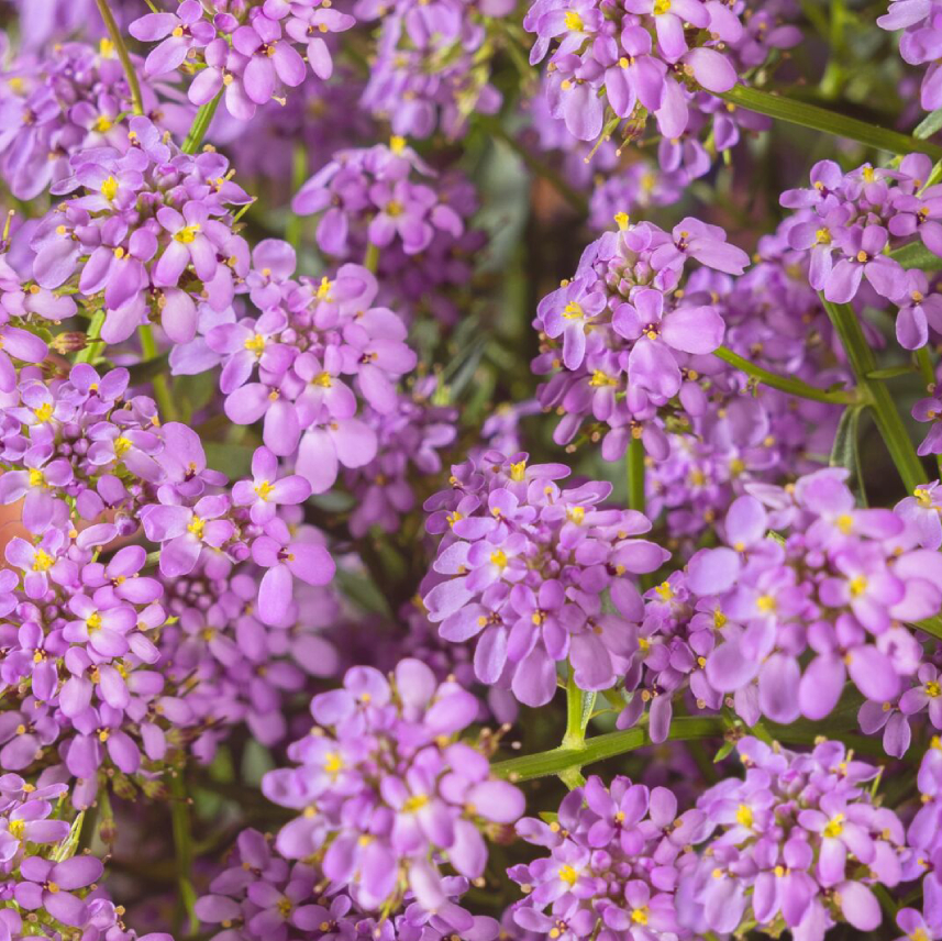 Iberis 'Mermaid Lavender'