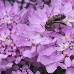 Iberis 'Mermaid Lavender'