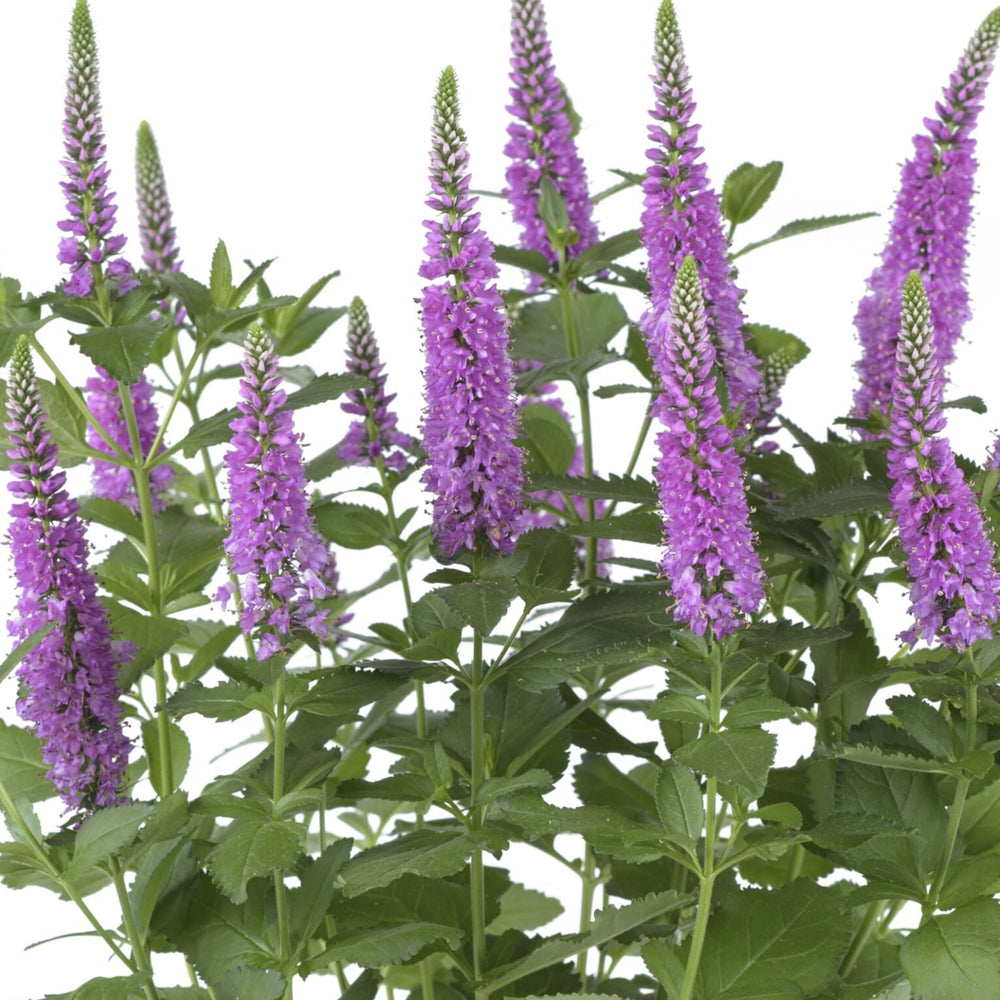 Veronica spicata 'Ronica Fuchsia'