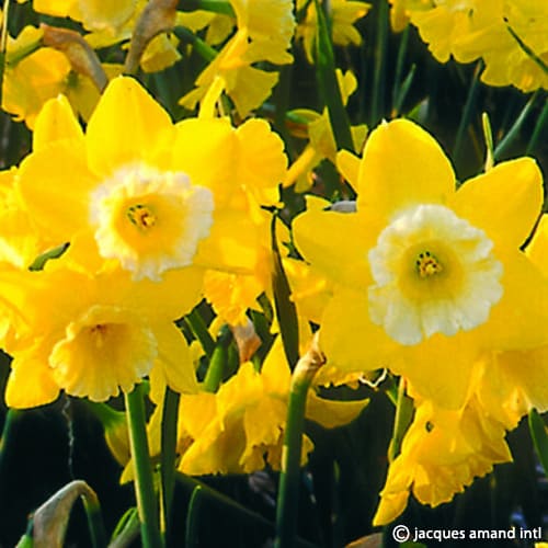 Narcissus 'Hillstar'