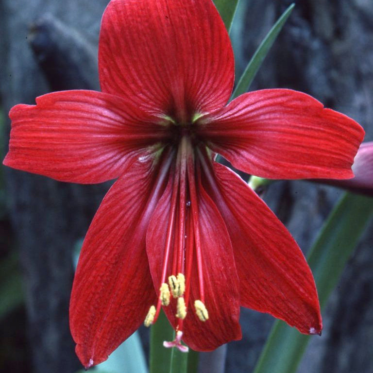 A closeup of a Hippeastrelia 'Durga Pradhan' flower. Deep red with yellow stamen against a green leaf and bark background.