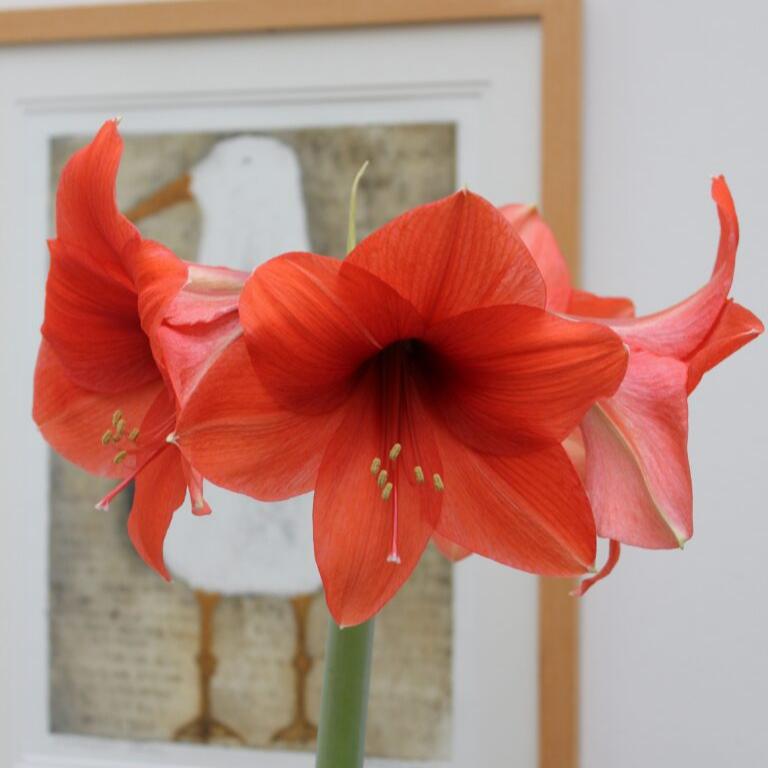 Hippeastrum 'Desire'