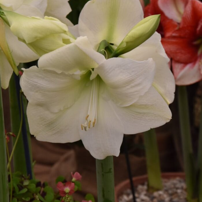 Hippeastrum 'Mont Blanc'