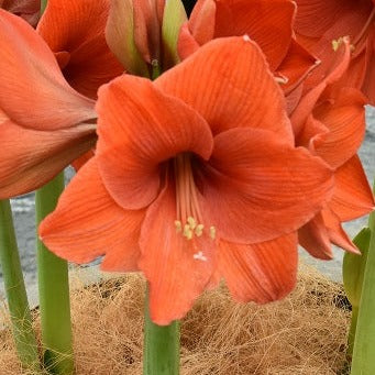 Hippeastrum 'Naranja'