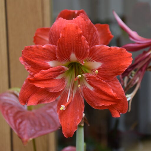 Buy Hippeastrum equestre (Barbados Lily) Bulbs online