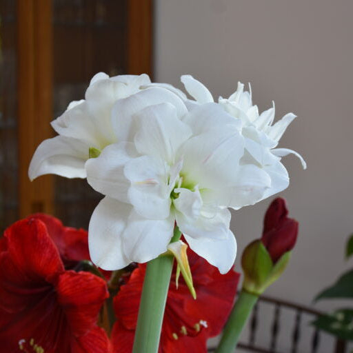 Hippeastrum 'Akiko' flowers growing from a pot on a dining table with red flowers in the background.