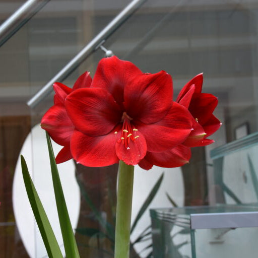 A closeup of a Hippeastrum 'Baton Rouge' flower bloomed on a strong green stem.