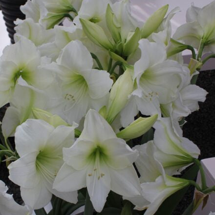 Hippeastrum 'Costa Blanca' flowers both in bloom and about to bloom in a potted display.