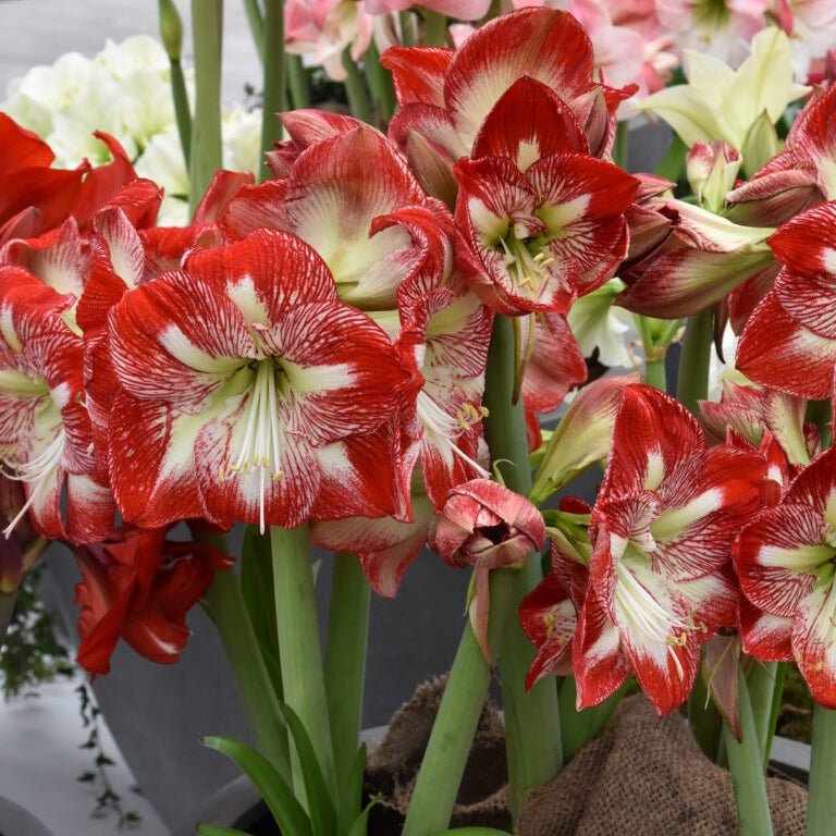 Large red / cream Hippeastrum 'Mega Star' flowers standing proud on thick green stalks