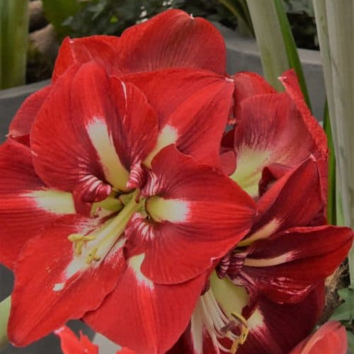 A bright red Hippeastrum 'Minerva' flower with pale yellow star at the centre surrounded by bright green stems.