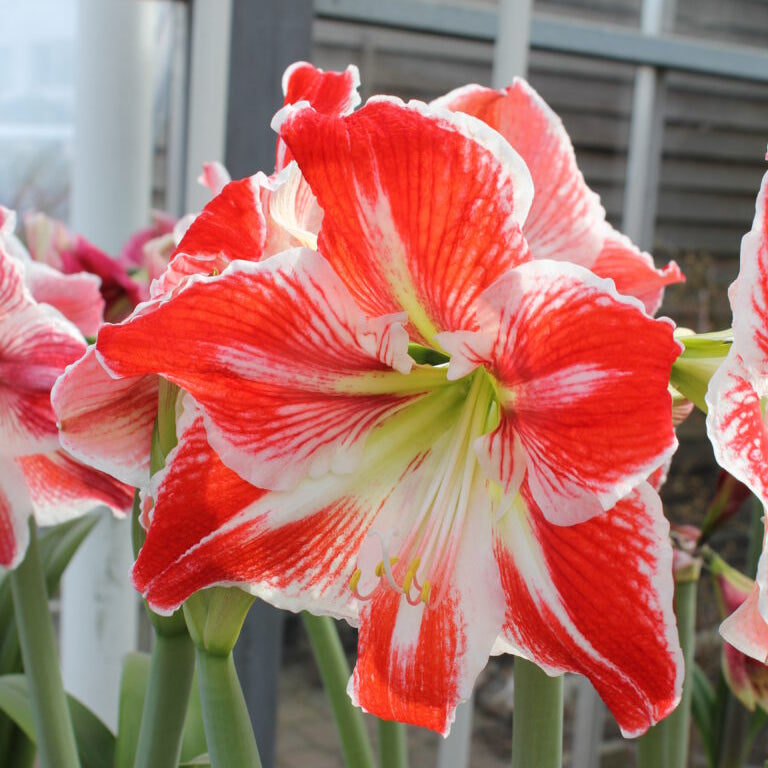 Hippeastrum 'Spartacus' flowers standing in the sunlight within a conservatory