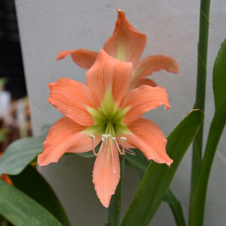 A closeup of the bright orange and yellow Hippeastrum blossfeldiae flowers in bloom.