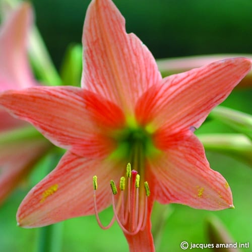 A closeup of a soft pink Hippeastrum roseum flower in bloom.