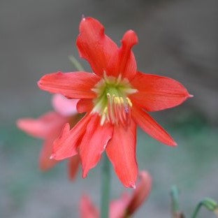 A Hippeastrum stylosum flower blooming red and yellow against a blurred background.