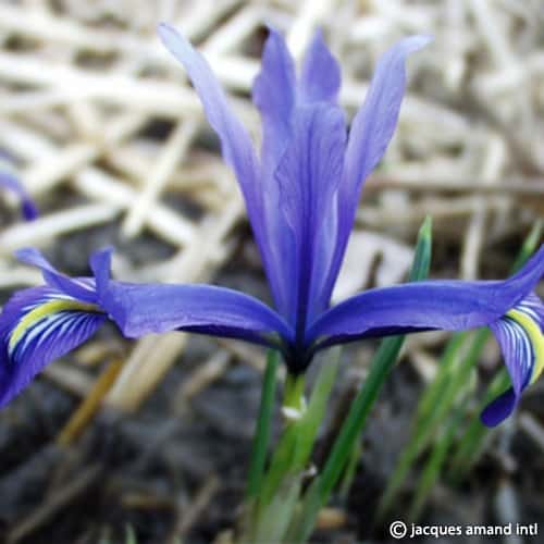 Iris histrioides var. sophenensis