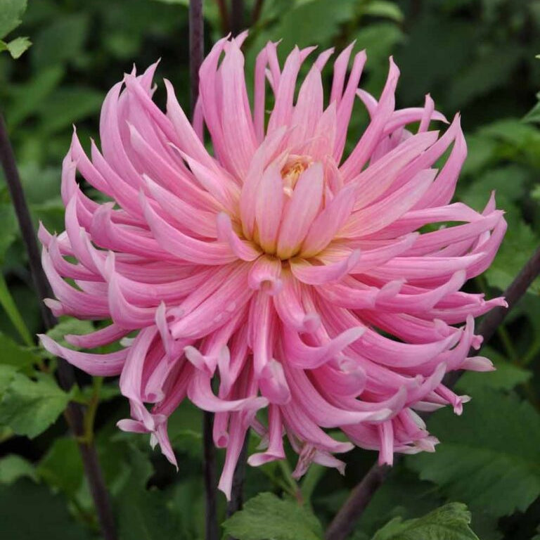 Buy Dahlia 'Hollyhill Cotton Candy' Tubers online