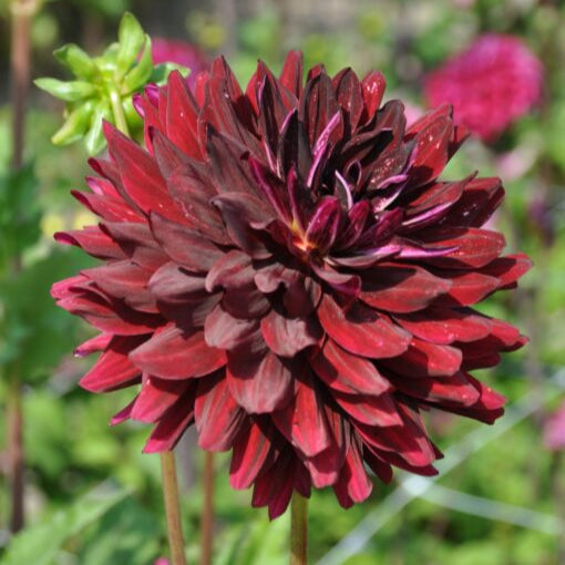 Dahlia 'Hollyhill Dark Beauty'