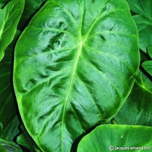 Buy Remusatia hookeriana Tubers online