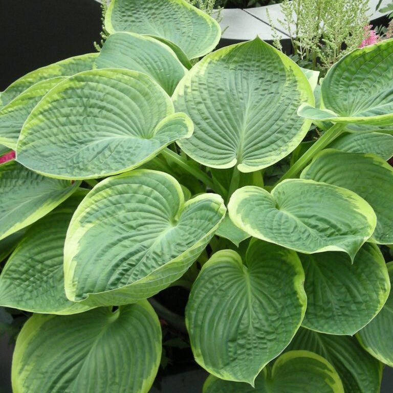 Buy Hosta 'His Honor' Rhizomes online