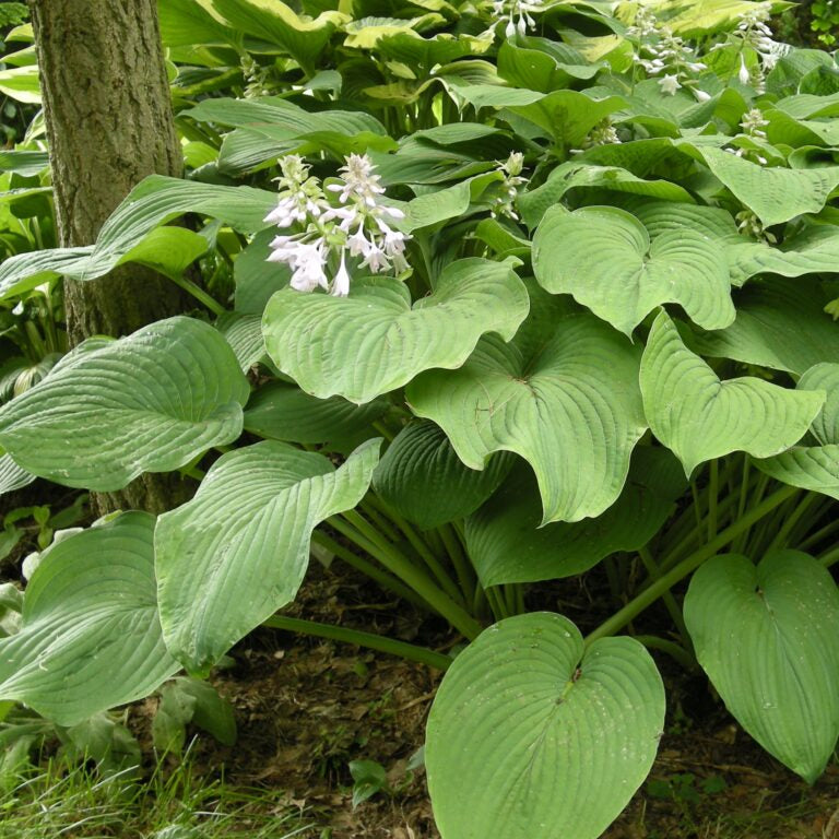 Buy Hosta 'Kingsize' Rhizomes online
