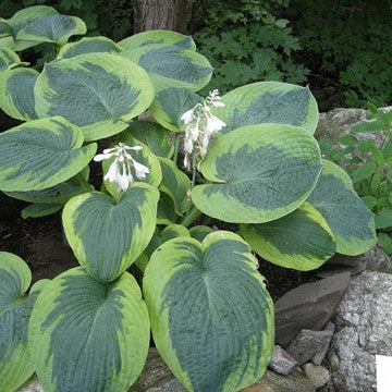 Buy Hosta 'Olive Bailey Langdon' Rhizomes online