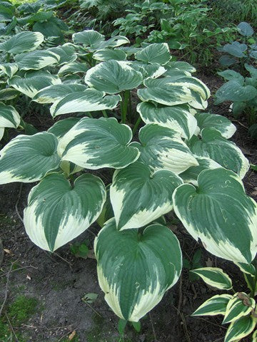 Buy Hosta 'Robert Frost' Rhizomes online