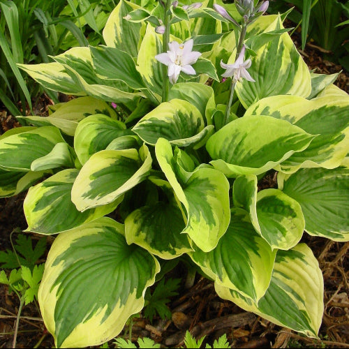 Buy Hosta 'Twilight' Rhizomes online