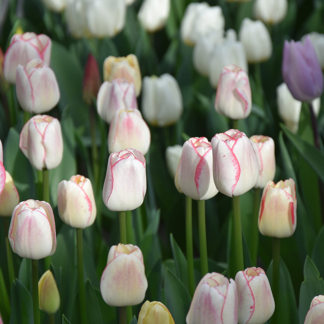 Tulip 'Hugs and Kisses' Bulbs