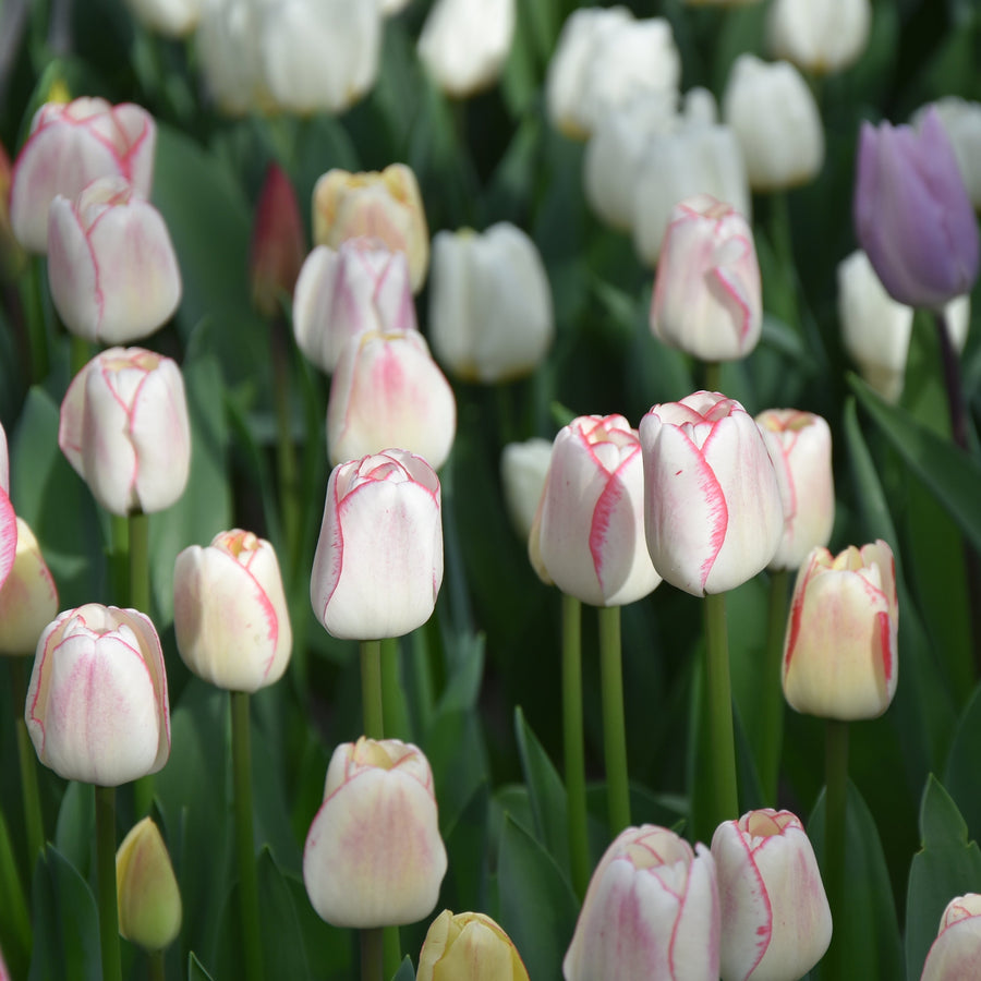 Tulip 'Hugs and Kisses' Bulbs