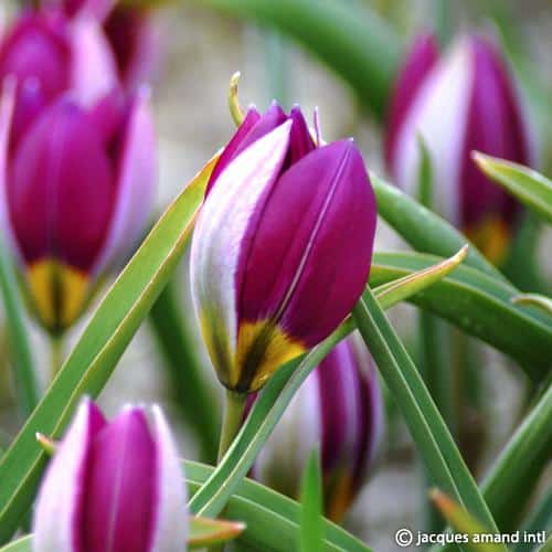 Tulip humilis 'Persian Pearl'