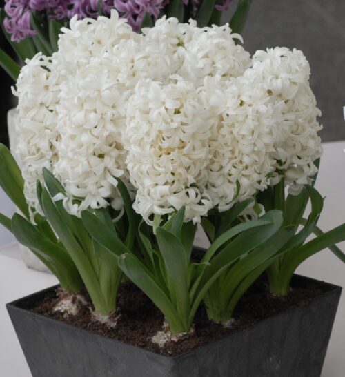 Hyacinth 'Aiolos' (Prepared)