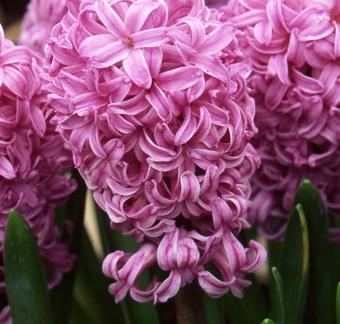 Hyacinth 'Anna Lisa'