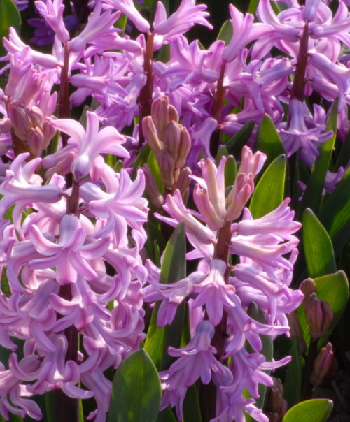 Hyacinth 'Anna Lisa' (Prepared)