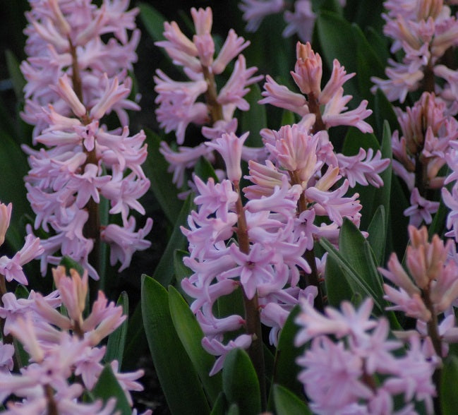 Hyacinth 'Anne Marie' Success