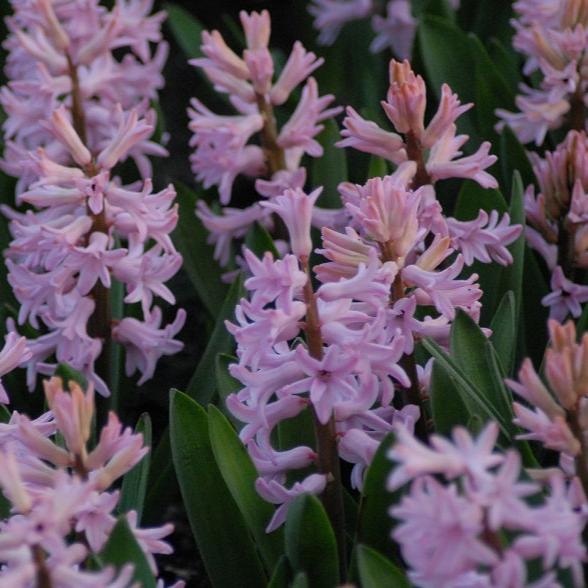 Hyacinth 'Anne Marie' (Prepared)