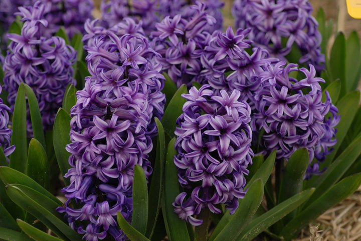 Hyacinth 'Atlantic' (Prepared)
