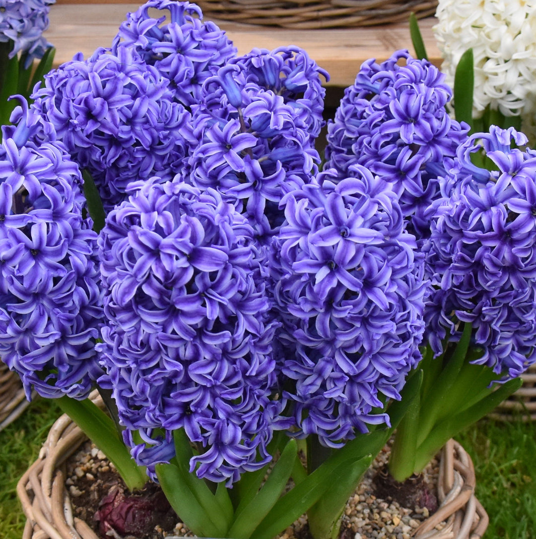 Hyacinth 'Blue Jacket' Bulbs
