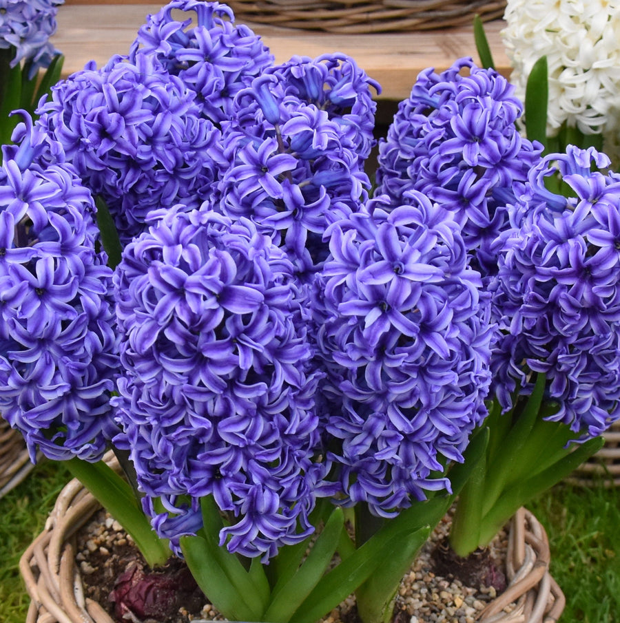 Hyacinth 'Blue Jacket' Bulbs