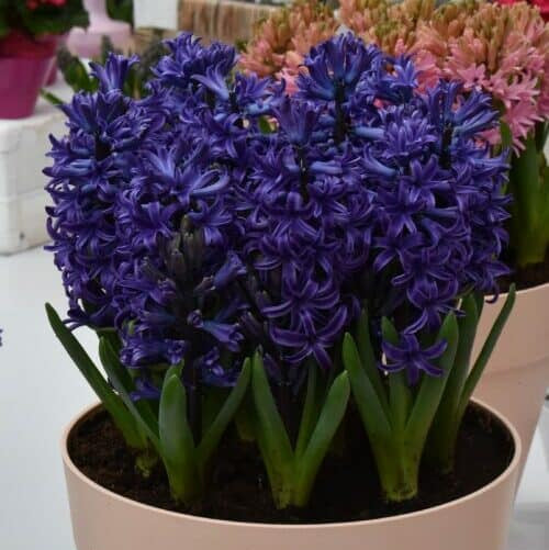 Hyacinthus 'Blue Pearl' Bulbs | Prepared Indoor Hyacinth
