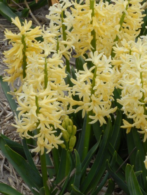 Hyacinth 'Gipsy Princess'