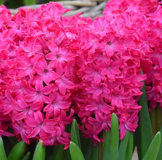 Hyacinth 'Jan Bos' (Prepared)