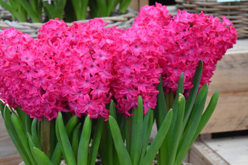 Hyacinth 'Jan Bos'