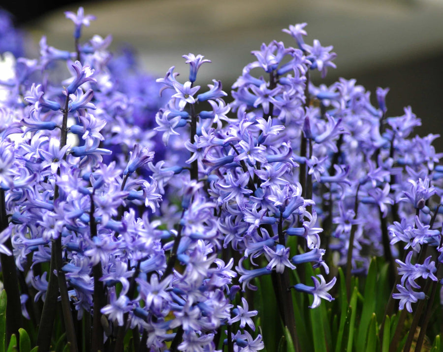 Hyacinth 'Multiflora Blue'