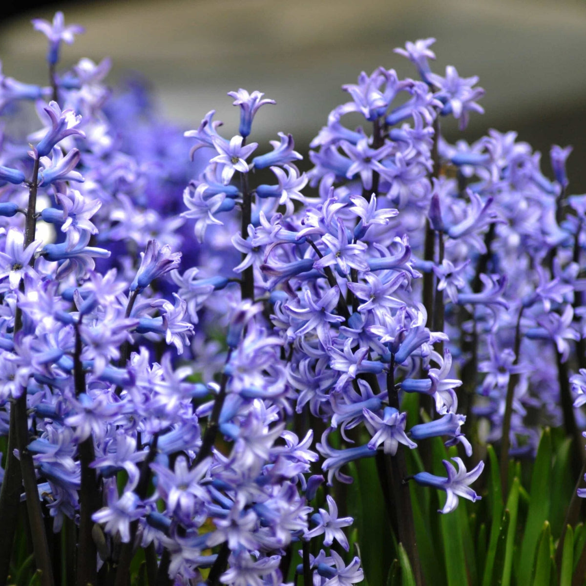 Hyacinthus 'Multiflora Blue' Fragrant Bulbs
