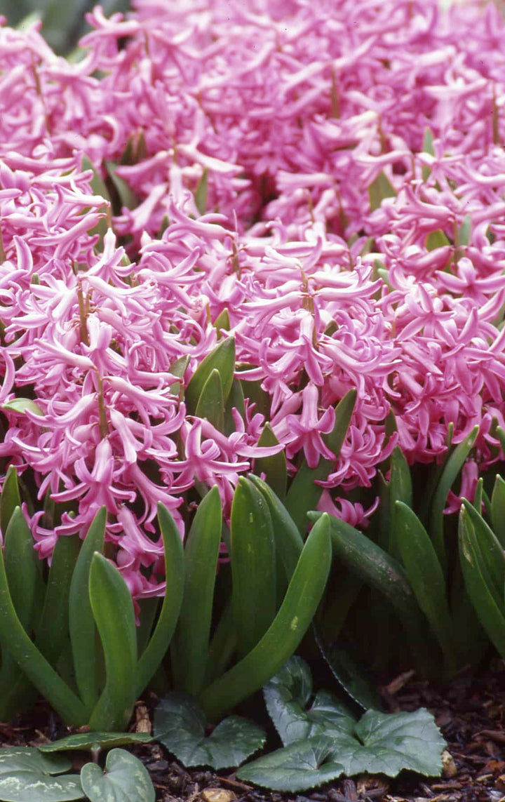 Hyacinth 'Multiflora Pink'