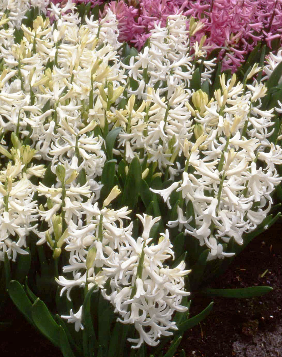Hyacinth 'Multiflora White'