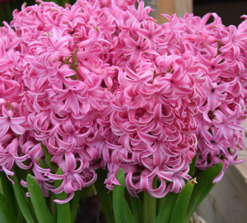 Hyacinth 'Pink Pearl' (Prepared)