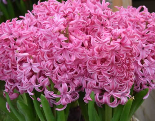 Hyacinth 'Pink Pearl '