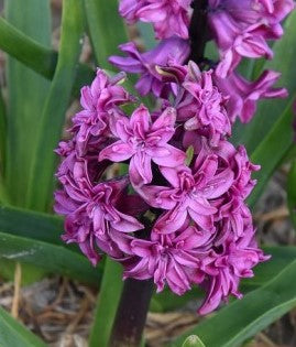 Hyacinth 'Purple Beauty'
